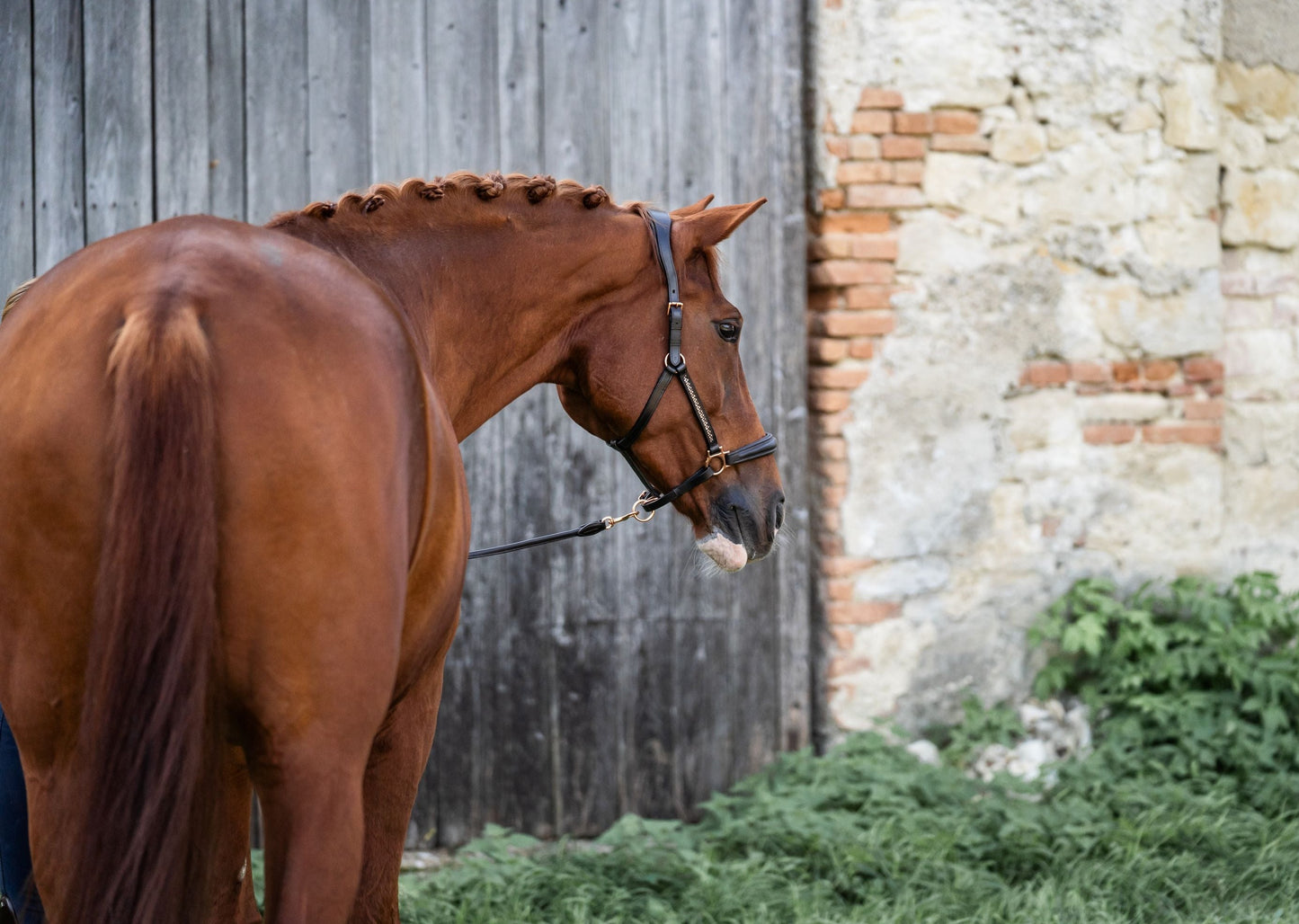 Halfter SILVANO